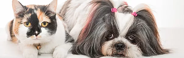 Chien et chat détendus après toilettage